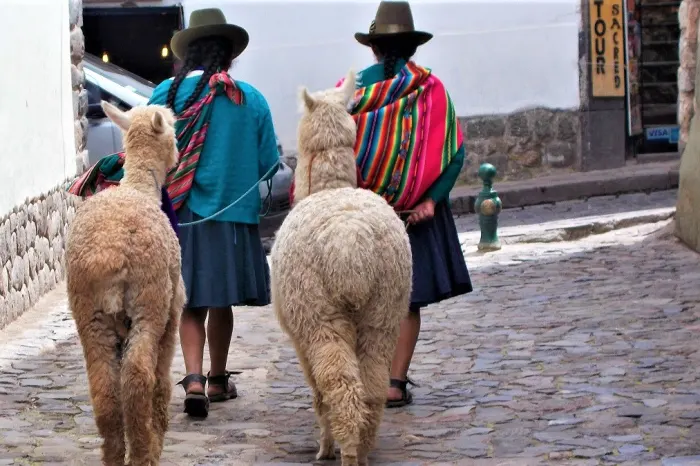 Lamas Frauen Cuzco