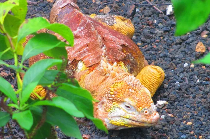 Leguan charles darwin station