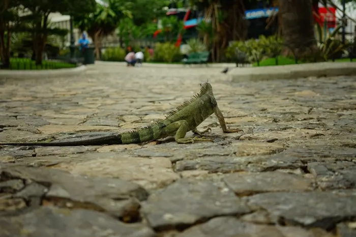 Leguanpark Guayaquil