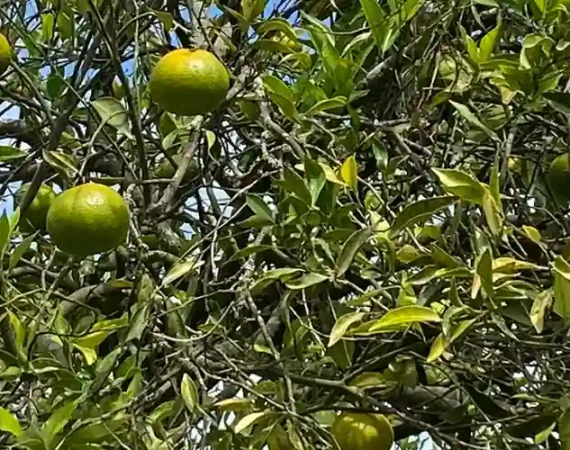 Mandarinenbäume bei Perucho nördlich von Quito