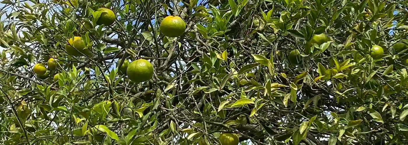 Mandarinenbäume bei Perucho nördlich von Quito