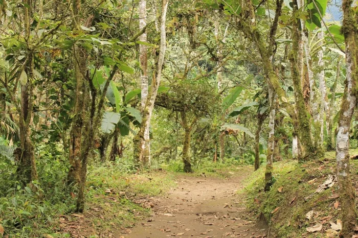 Maquipucuna wald