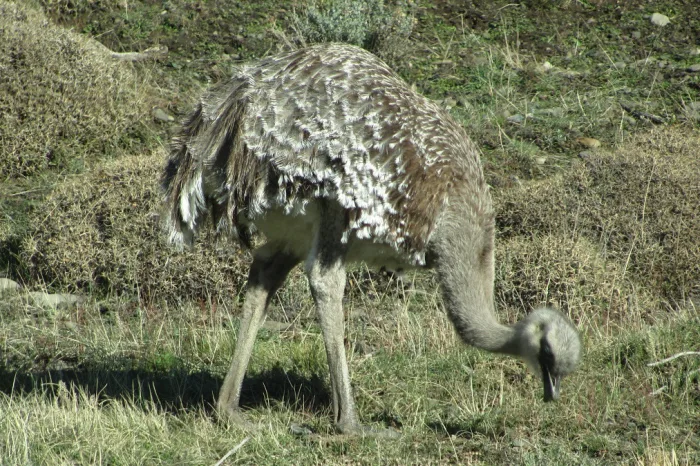 Nandu in Patagonien