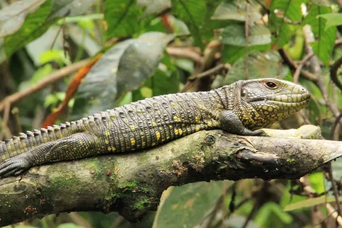 Napo Wildlife Center Leguan