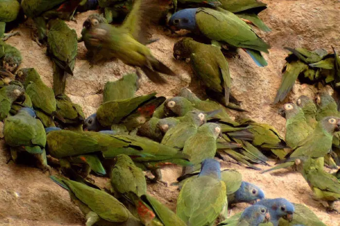 Napo Wildlife Center Papageienlecke