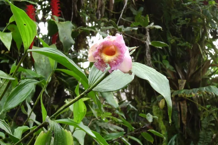 Nebelwald Blüte