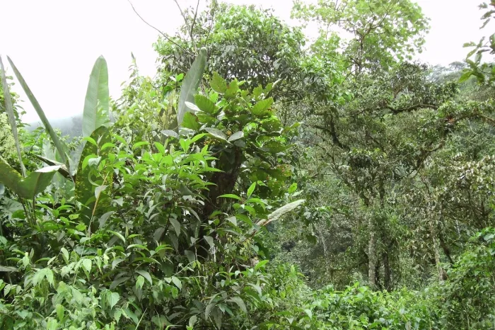 Nebelwald Ecuador