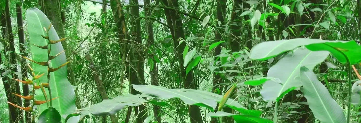 Nebelwald Ecuador1 banner