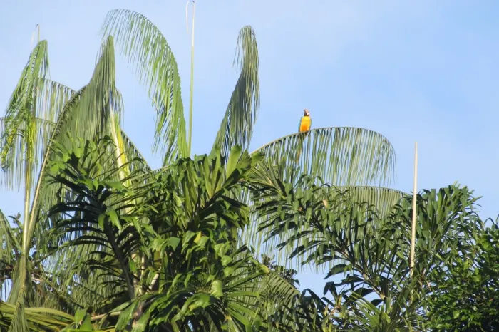 Papagei Palme Cuyabeno