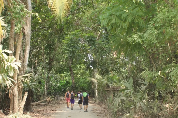 Parque tayrona Wald
