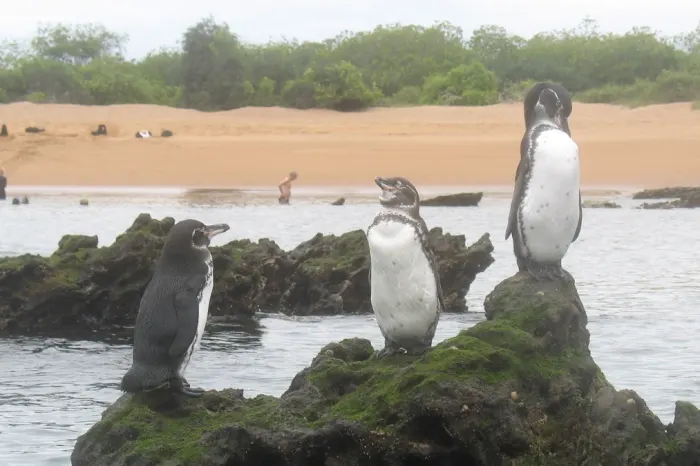 Pinguine Bartolome