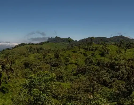 sich regenerierender Wald in dem Reservat Buenaventura