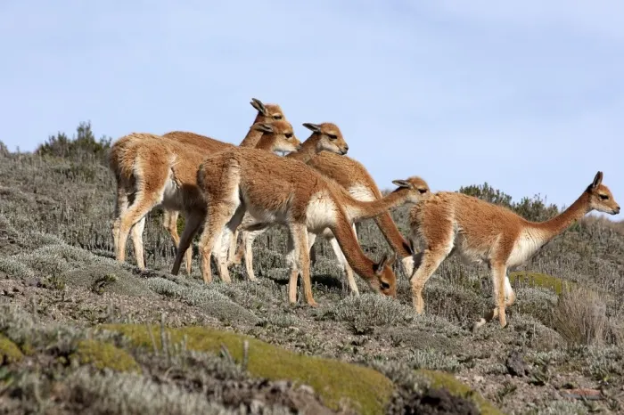 Reservat Chimborazo