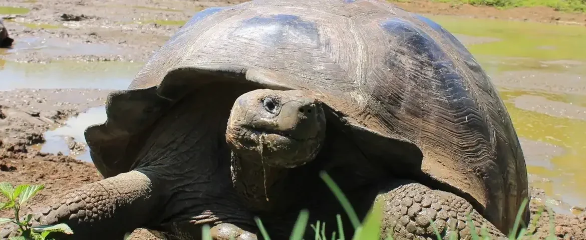 Riesenschildkrötte Santa Cruz Galapagos banner