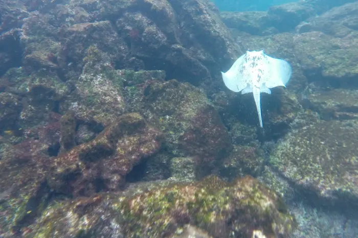 Rochen Galapagos