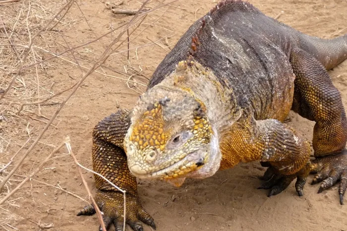 Santa cruz dragon hill leguan2
