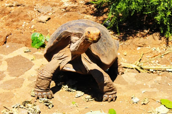 Schildkröte
