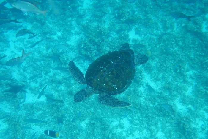 Schildkröte unter Wasser