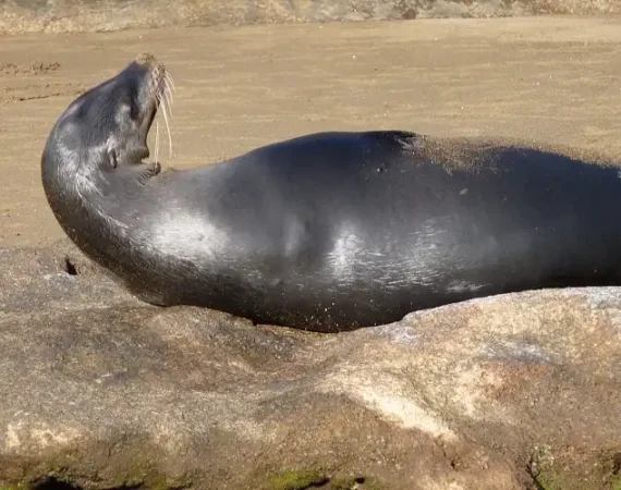 Seelöwe auf einem Felsen auf der Insel Floreana