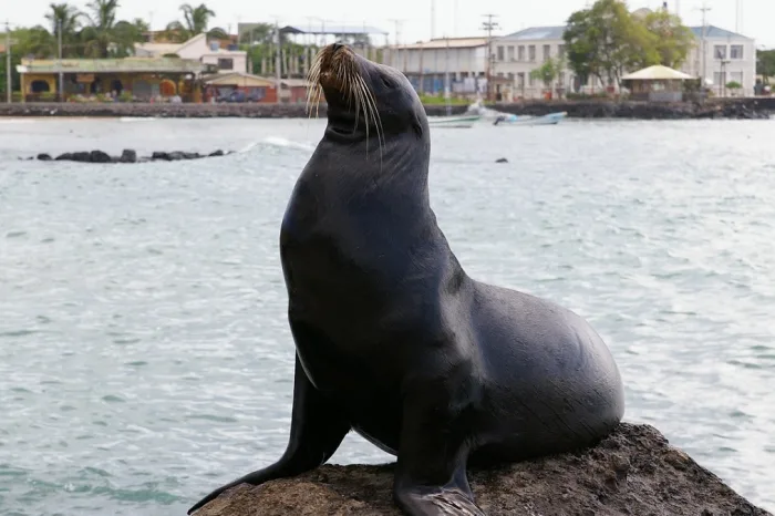 Seelöwe Galapagos