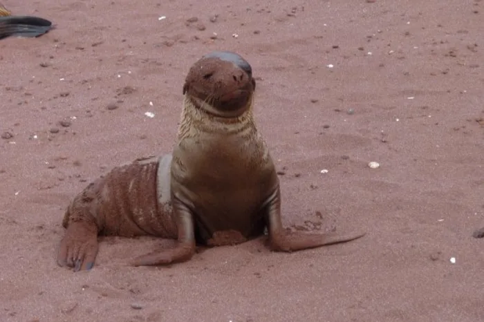 Seelöwe Insel rabida