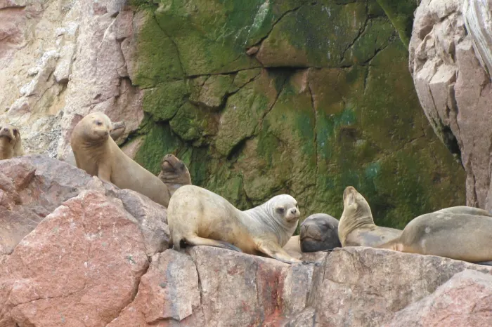 Seelöwen Ballestas Inseln