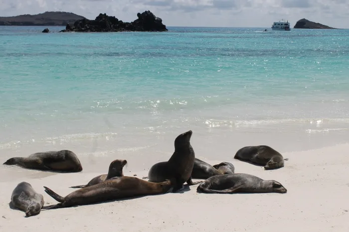 Seelöwen Galapagos