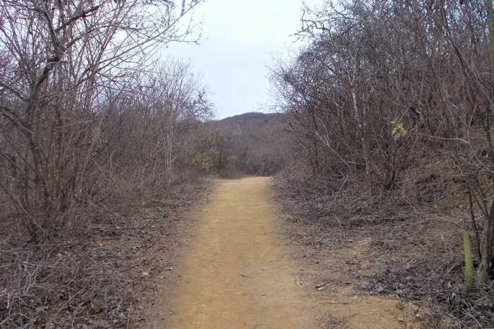 Trockenwald Los Frailes