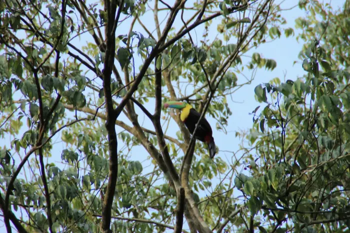 Tucan Gamboa