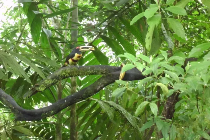 Tucan Nebelwald Ecuador