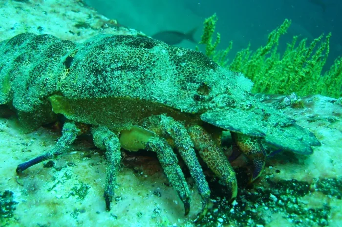 Unterwasserleben Galapagos