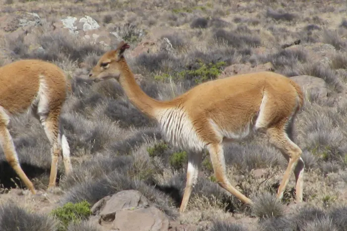 Vicuñas Peru