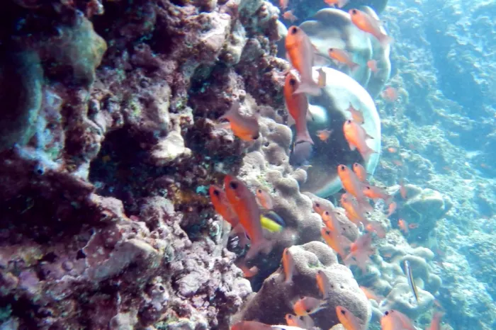 bunte fische galapagos