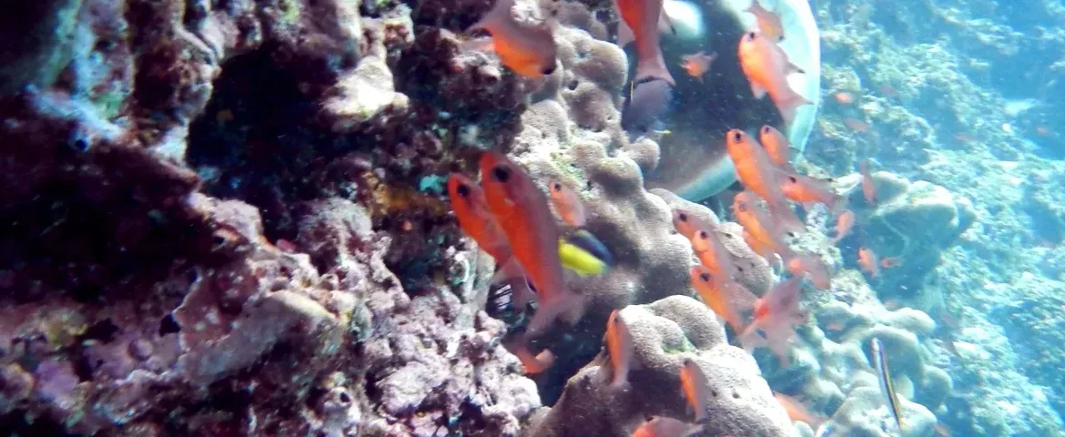 bunte unterwasserwelt Galapagos banner