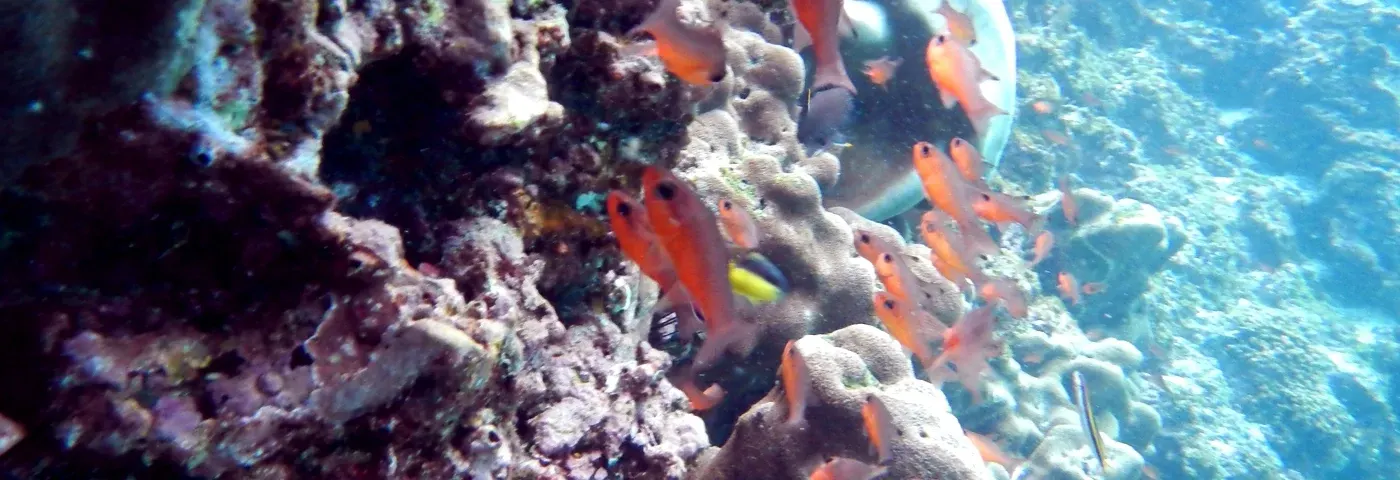 bunte unterwasserwelt Galapagos banner