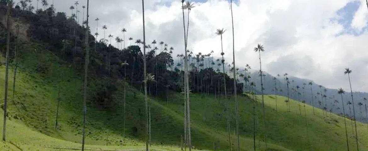 cocora tal kolumbien banner