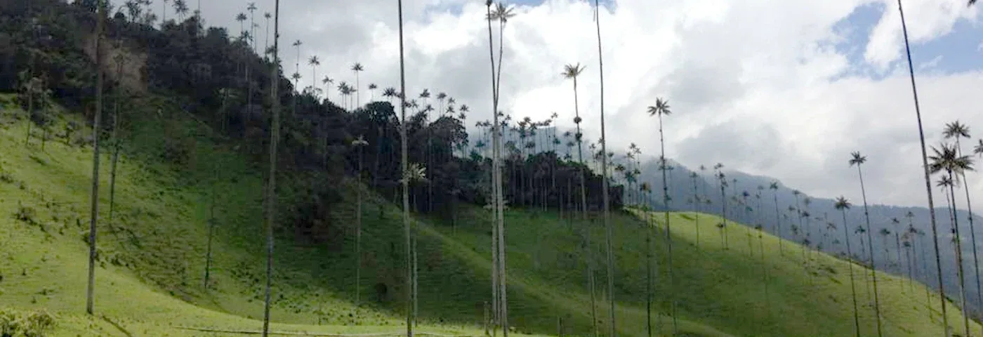cocora tal kolumbien banner