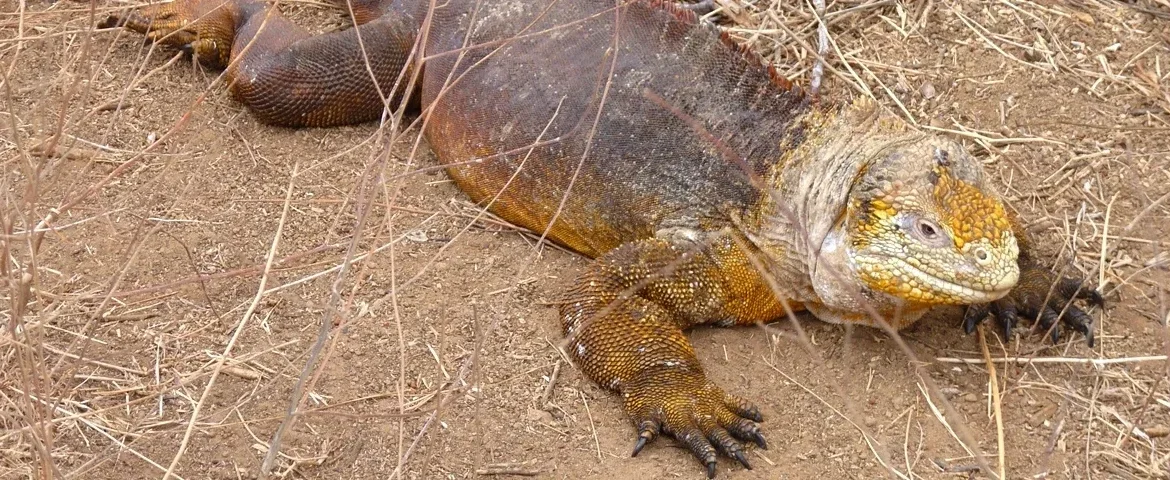 dragon hill leguan galapagos banner