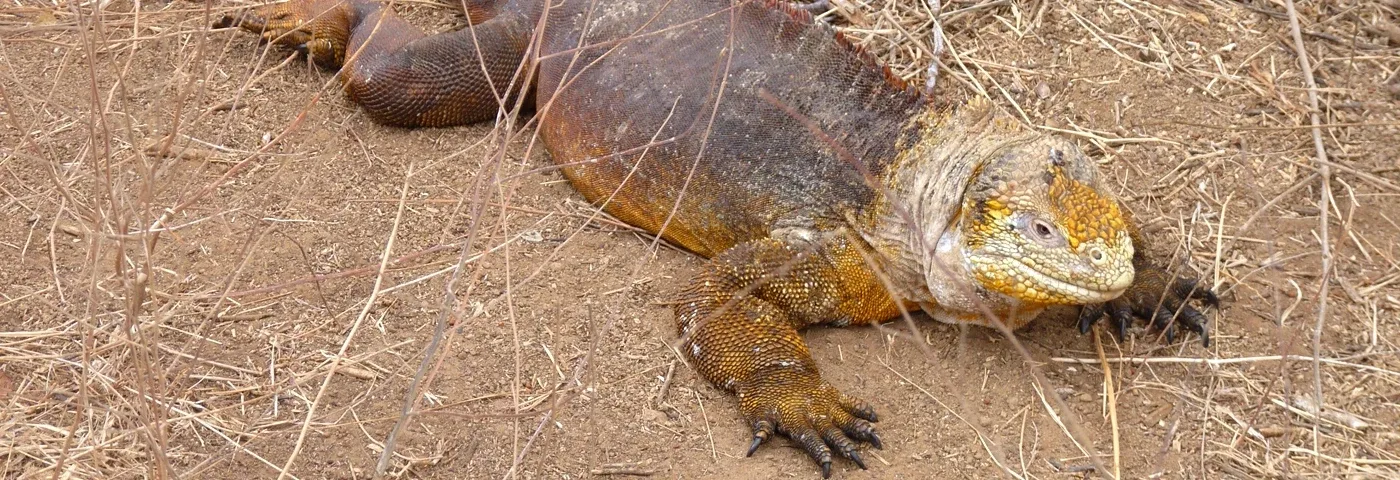 dragon hill leguan galapagos banner