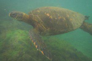 Meeresschildkröte Galapagos