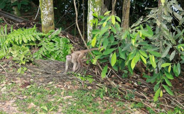 Affe im Regenwald von Ecuador