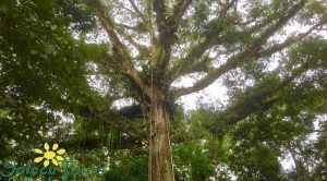 Baum-min
