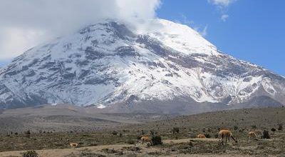 Vicuñas vor dem Chimborazo, dem höchsten Vulkan Ecuadors