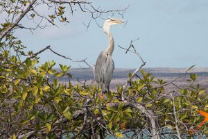 Elizabeth-Bay-