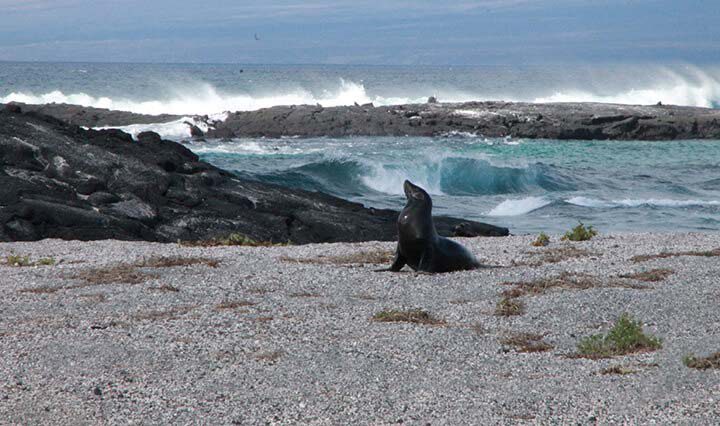 Punta espinoza auf galapagos Insel Fernandina