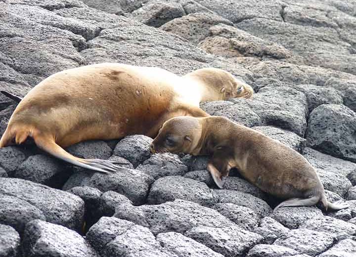 Floreana-Seehunde-Baby Seehund mit Baby auf Floreana, Galapagos