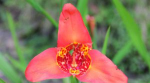 Orchidee in ecuador