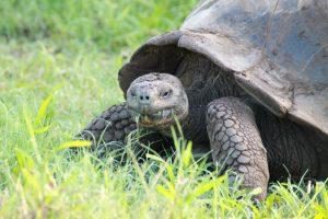 Risenschildkröte Galapagos