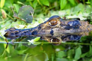 Kaiman im Yasuni Nationalpark im Regenwald in Ecuador