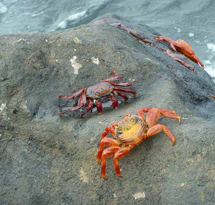 rote Krebse auf schwarzem Stein auf San Cristobal Galapagos